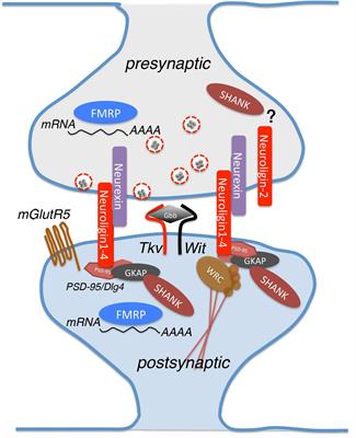 Dissecting the Genetics of Autism Spectrum Disorders: A Drosophila Perspective